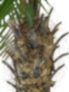 Artificial Real touch Areca Phoenix palm tree in Pot 150cm/5ft Artificial Real touch Areca Phoenix palm tree in Pot 150cm/5ft